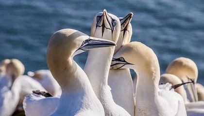 九游游戏中心下载-NBA联盟裁判员心理素质与执法水平提升，nba裁判怎么考