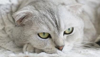 九游游戏中心下载-NBA联盟裁判员心理素质与执法水平提升，nba裁判怎么考