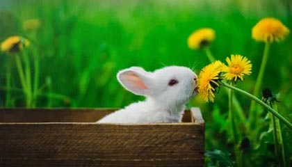 九游游戏中心下载-NBA联盟裁判员心理素质与执法水平提升，nba裁判怎么考